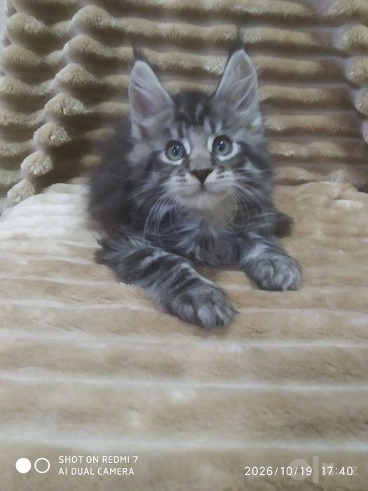 Продаются котята Мей Кун