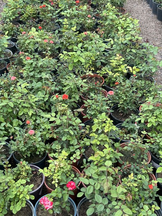 Спрей розы 2 х летки