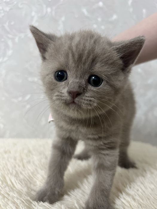 Котят Британские