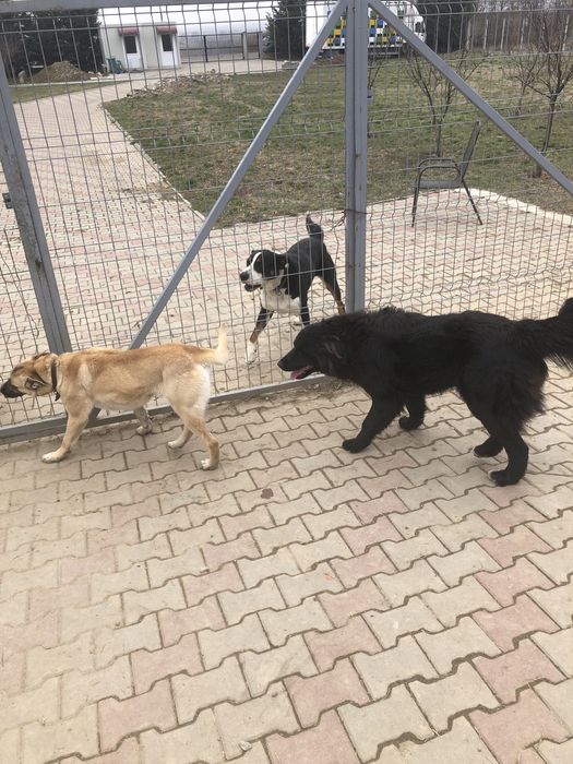 Asociația Monatel ofera spre adoptie catei deparazitați și vaccinați