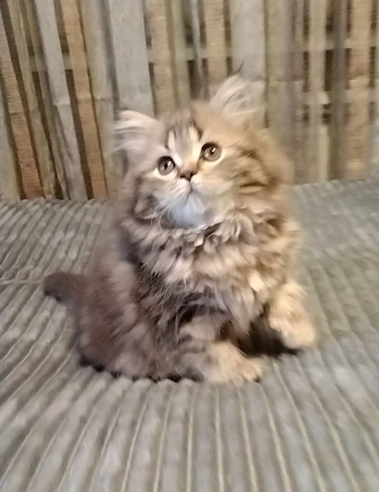 Две прямоухие девочки. С документами.