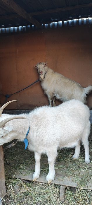 Пародисты Козёл и Каза