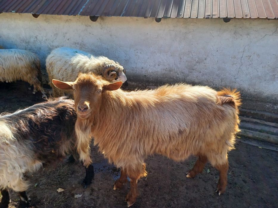 Capre și țap roșu de vânzare