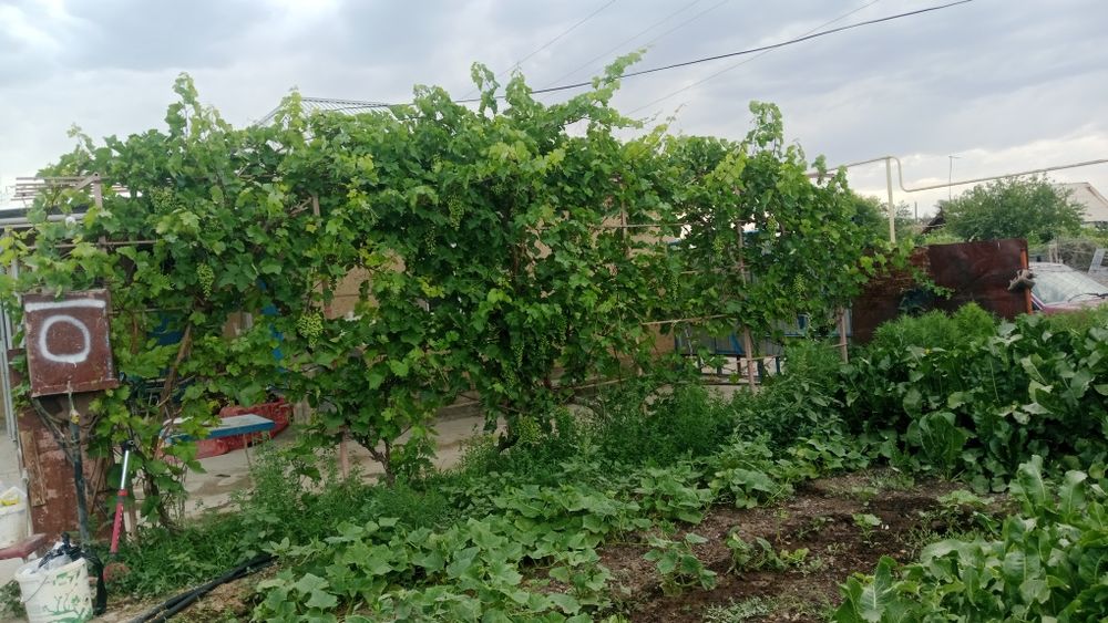 Дача флора ягодная 4 уи сатылады