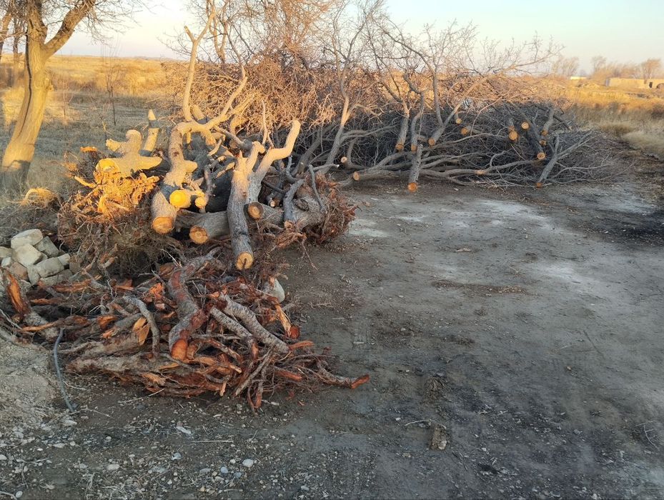 Oʻrik daraxtini oʻtini va Beda oʻt, terma oʻt sotiladi