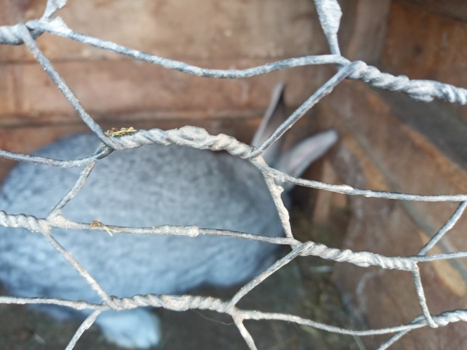 Крол хороший 6 месяцев