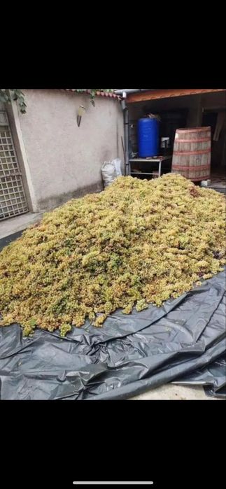 Struguri de vin productie 2026