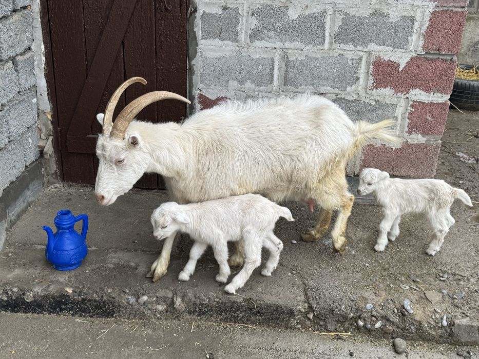 орыс ешкі сүтті  2лақ