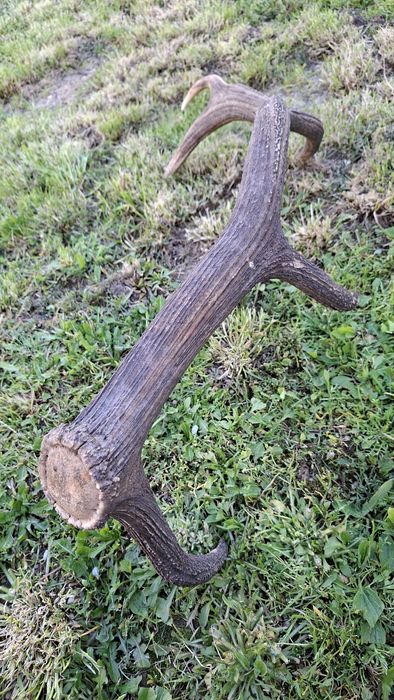 Еленски рог единичен