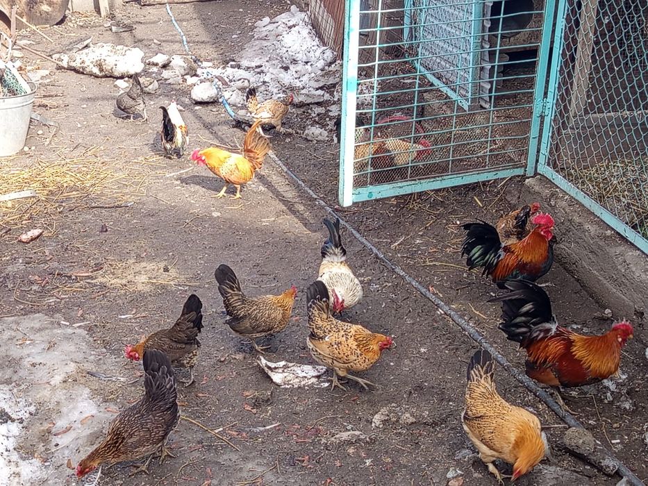 Продам карликовых курей г. Талгар