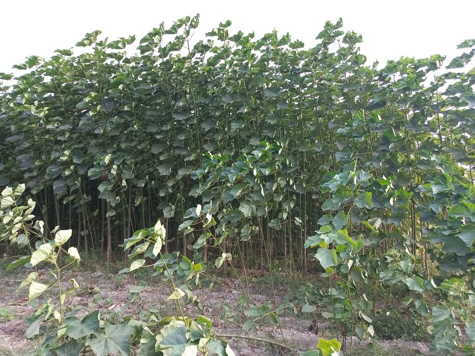 Павлунияа кучатларига закас оламиз