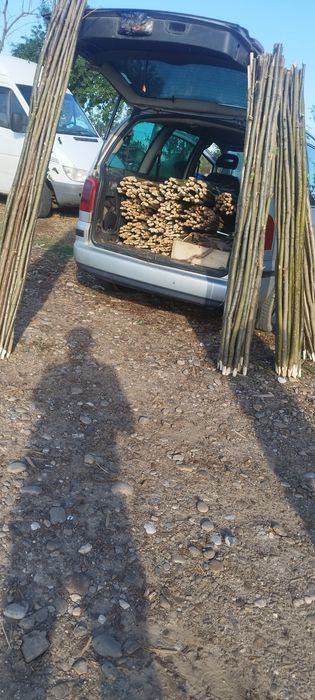 Araci de alun  de vânzare