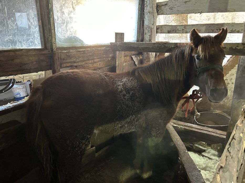 Тай сатылады согымга