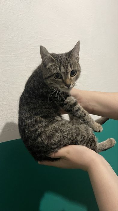 Кошечка (6-7 месяцев)