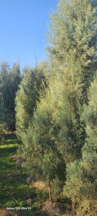 Голубой кипарис арчалар сотилади