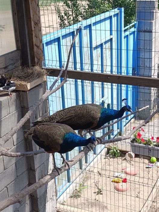 Продам. обменяю.