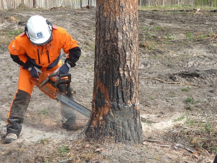 Обрезка дерева  Дарахт кесиш
