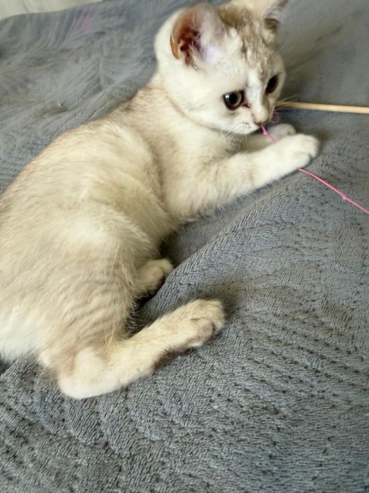 Милый        Котенок
