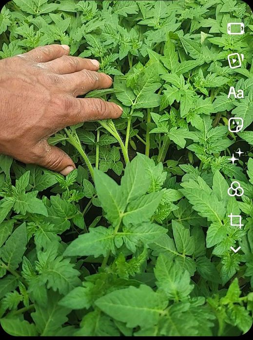 Rasad de vanzare  Rosii  Ardei  Telina. Castraveti