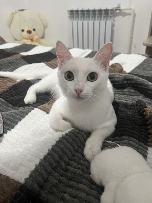 Кошечка стерелизована