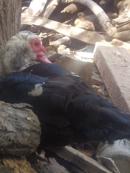 индауткала сотилади ,3,4,5, килоли