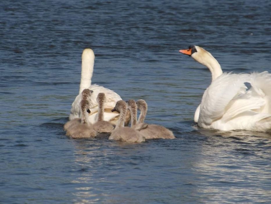 Ecursii cu barca in delta dunarii