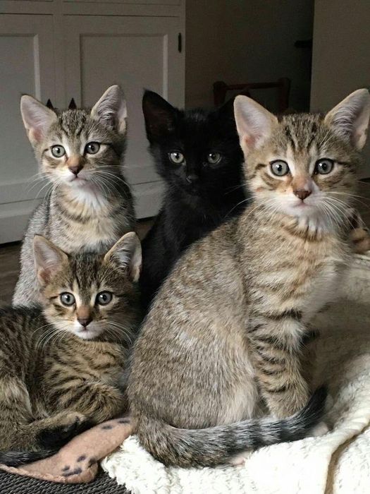 Котята от кошки крысолова