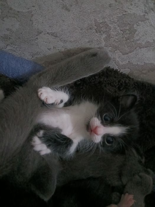 От дам котят в хорошие руки