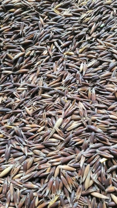 Vând ovaz negru productie 2025