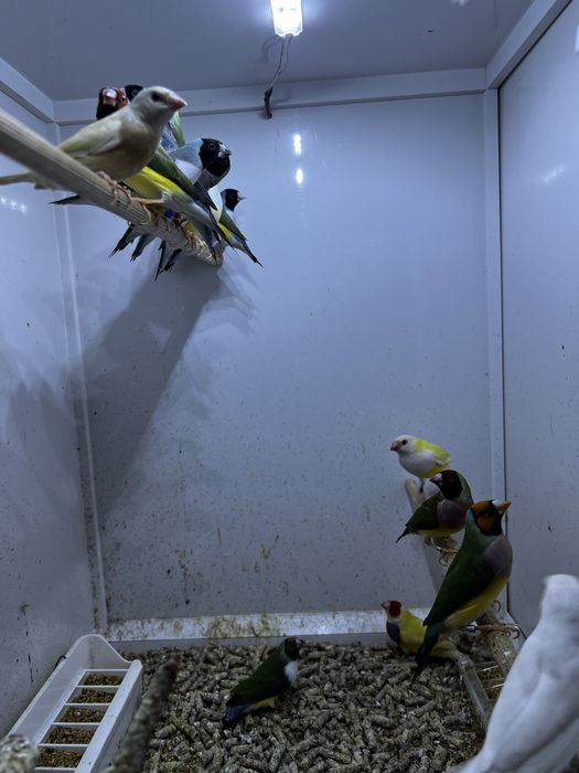 Gulzi gould amandine