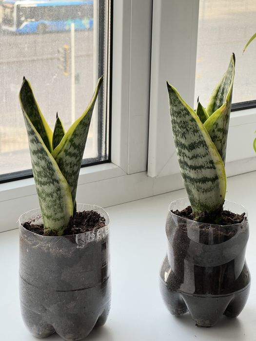 Продам сансевиерию (щучий хвост)