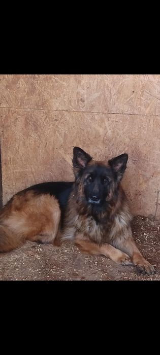 Сука длинношёрстной немецкой овчарки