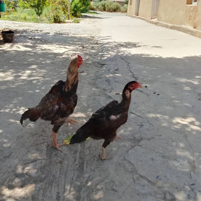 Kulangi tuxumlariga zakaz olamiz