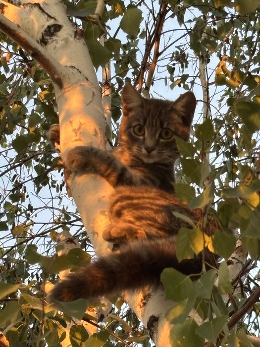 ласковая домашняя кошка