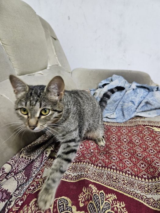 Отдам котёнка, мальчик