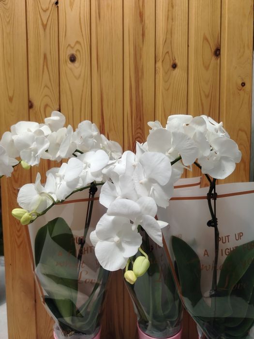 Орхидея! Орхидея!