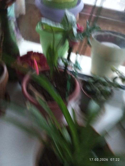 Продаю цветы комнатные