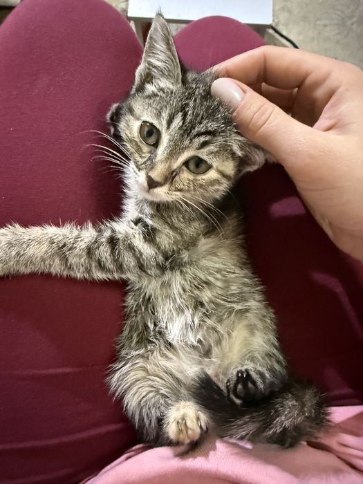 Кошечка в добрые руки