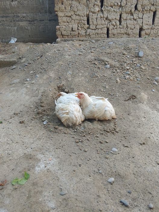 Broller tovuqlari 2kg emlangan))(