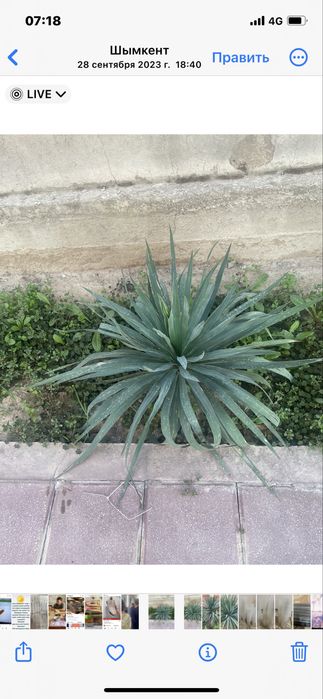 Садовые цветы Юко