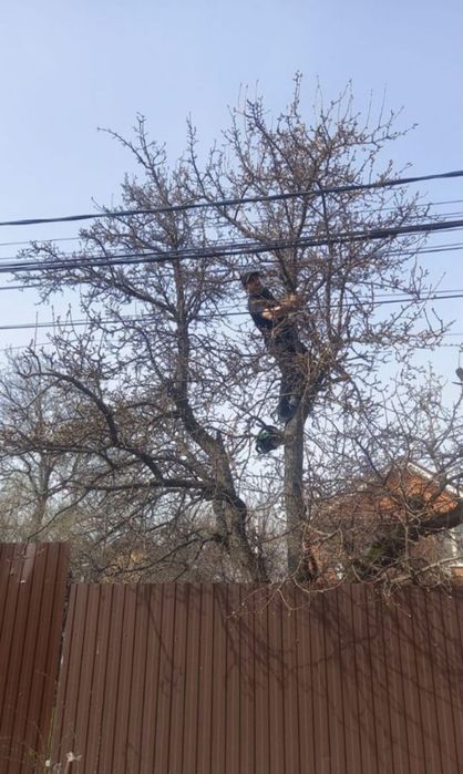 Садовник, Вогбон по городу Ташкенте работаю