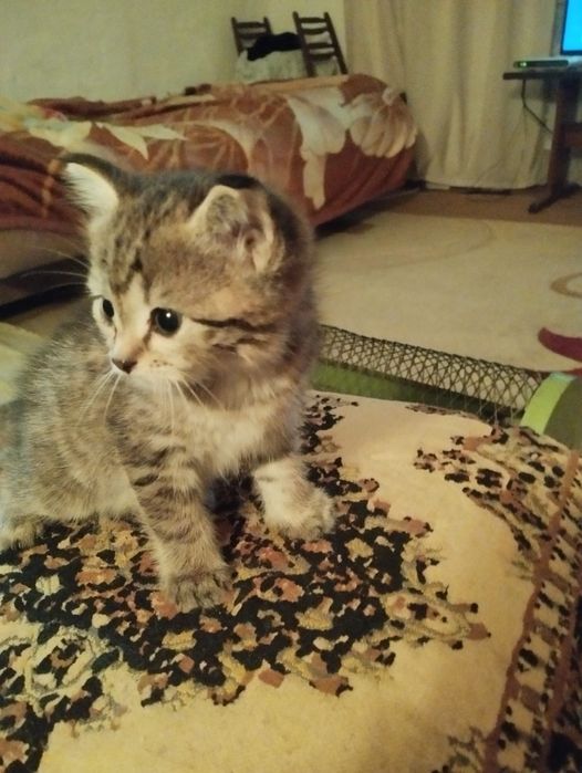 Только в добрые руки!