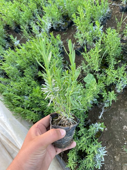 Lavanda fransuskiy kochat bor