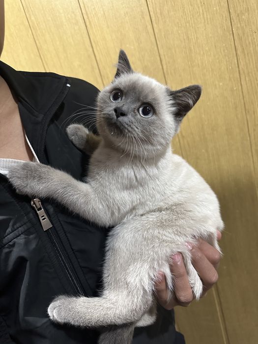Кошка сямская 3 месячная