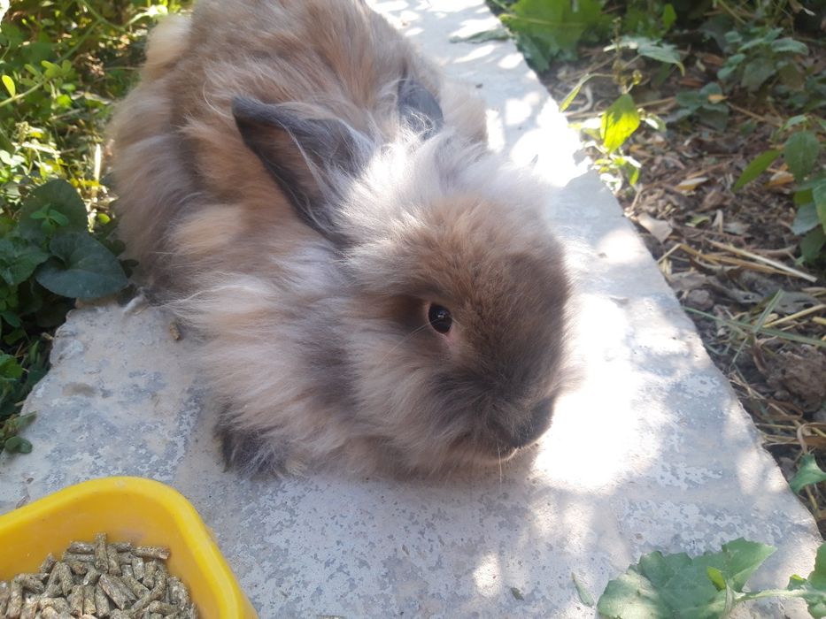 Продаются кролик девочка львиная головка