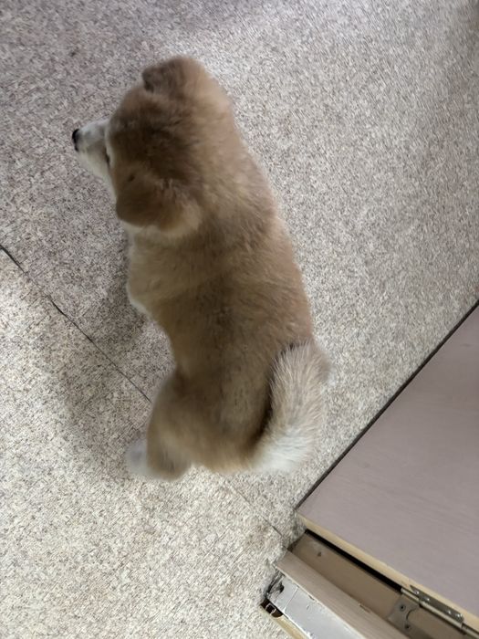 Японской Акита Ину Девочка Хатико