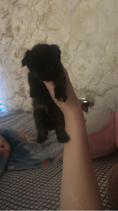 Котята вислоухие продаются