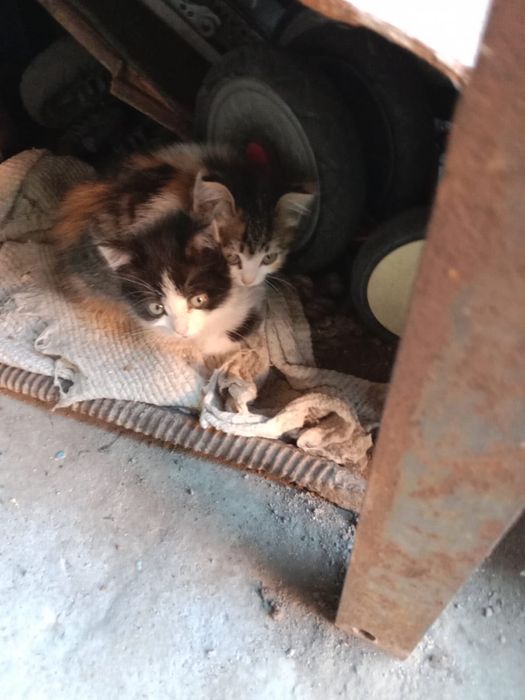 Отдам котят мальчика и девочку