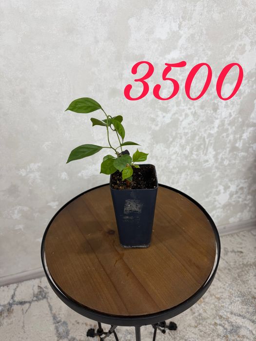 Продам комнатные растения