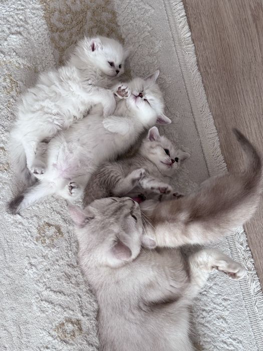 Котятки на продажу